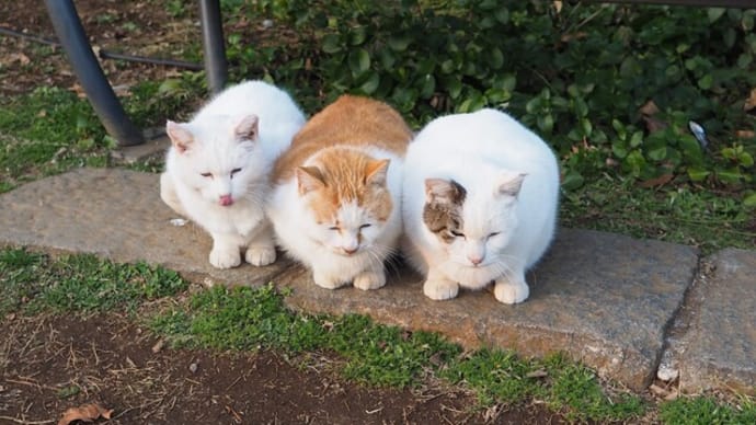 猫のいる風景⑬