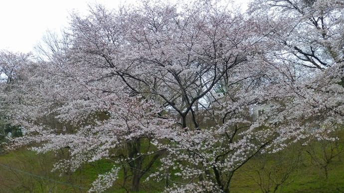 篠山市 王地山公園の 「桜」