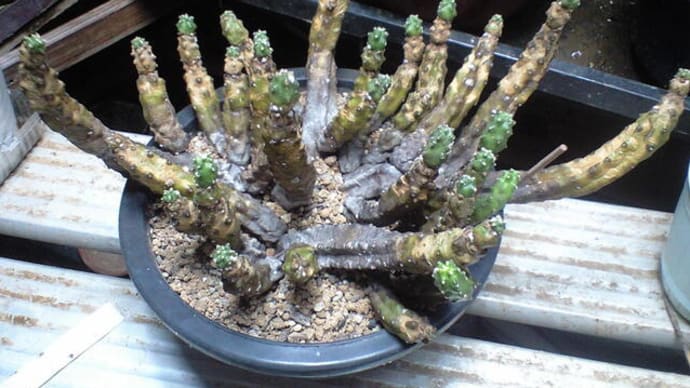 桃太郎も植え替えです