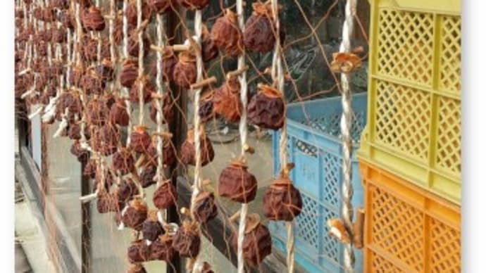 干し柿のハクビシン対策に防鳥ネットを張る