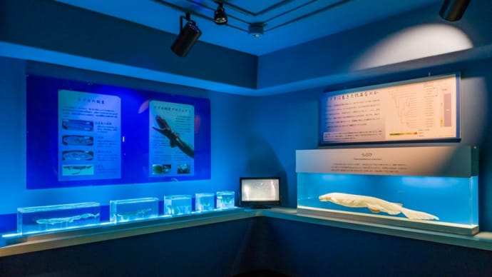 東海大学海洋科学博物館 1F リュウグウノツカイ&ラブカ