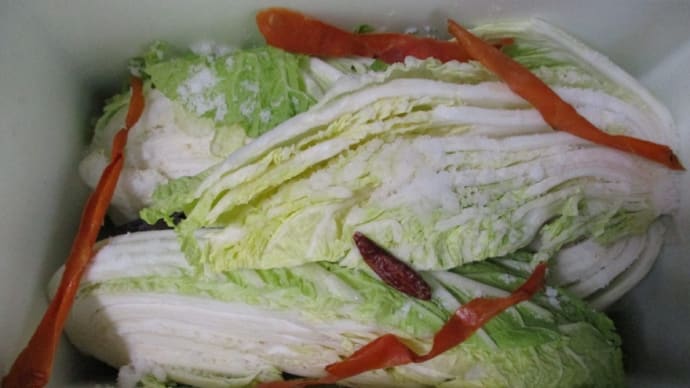好物の「白菜漬け(自家製)」漬け込み開始（今年２回目）