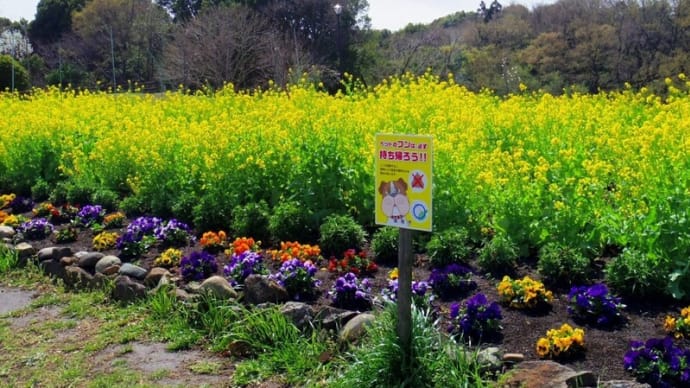 座間「芹沢公園」を彩る美しい花々!!