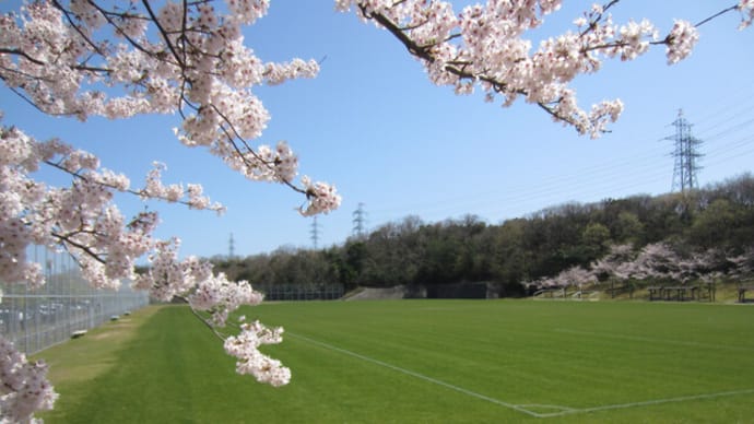 満開の「梨の花」＆「桜の花」が見られる鳥取県　