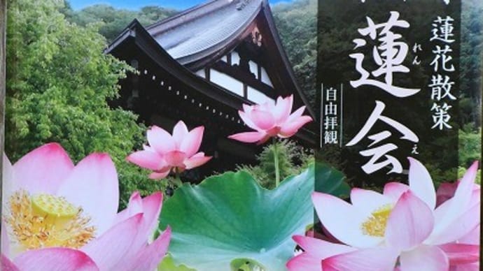 佐用町 清林寺 蓮花 '22