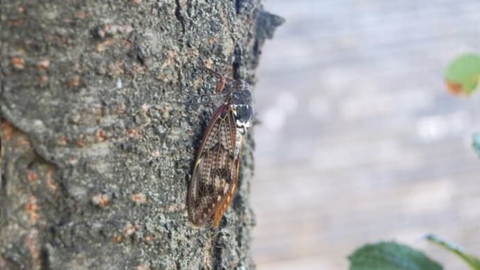 セミの声も夏のカレンダー