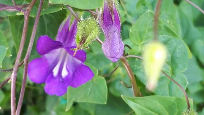 6月2日特定検診に行く