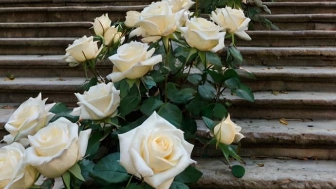 宮殿と白薔薇