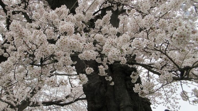 巨木の一目千本桜を愉しむ