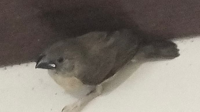 北タイ 迷い込んだ小鳥