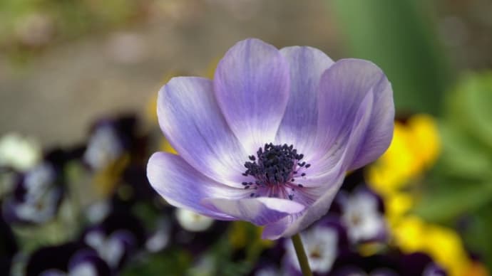 お花見は17秒 🌸