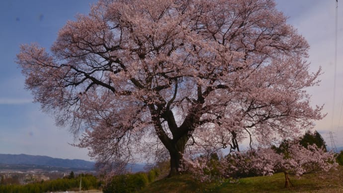 韮崎市 わに塚の桜