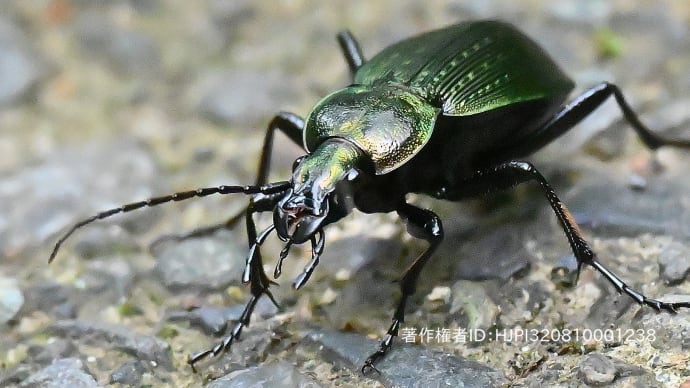 森の生き物たち