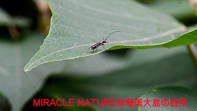 奄美大島のカミキリムシ：ウスグロアメイロカミキリ