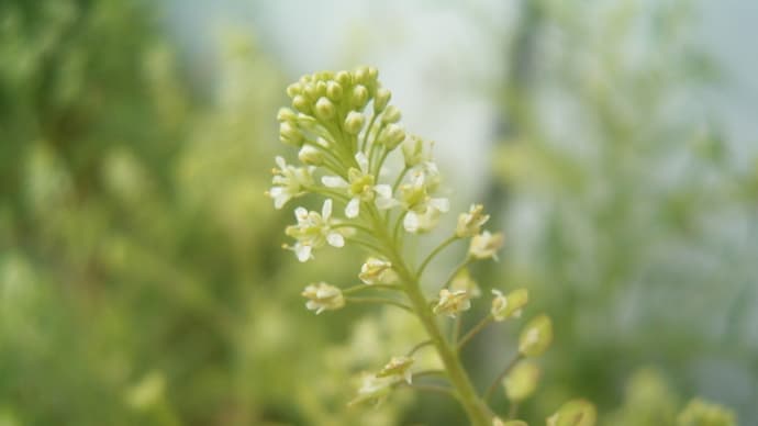 マメグンバイナズナ 学びても言わずに花ありナズナ花 ↓ please