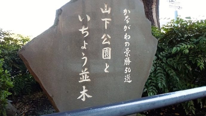 つぶやき#1573 山下公園といちょう並木