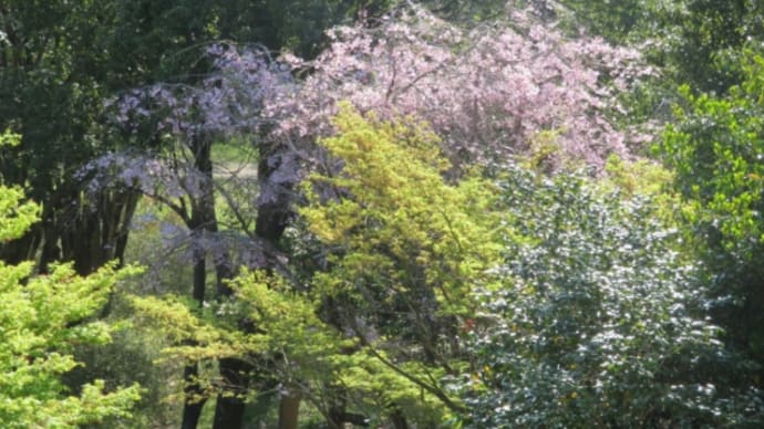 公園に花の写真を撮りに行ったんだけど
