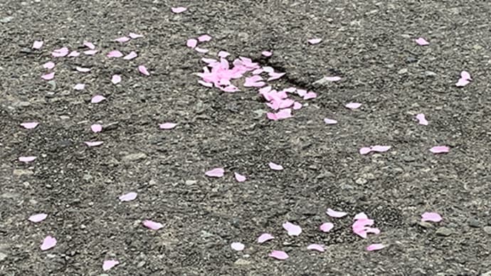 【日本人の心に長く残るだろう、今年のサクラ】