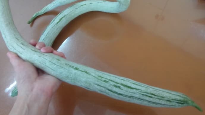 へびうりもろた・・。