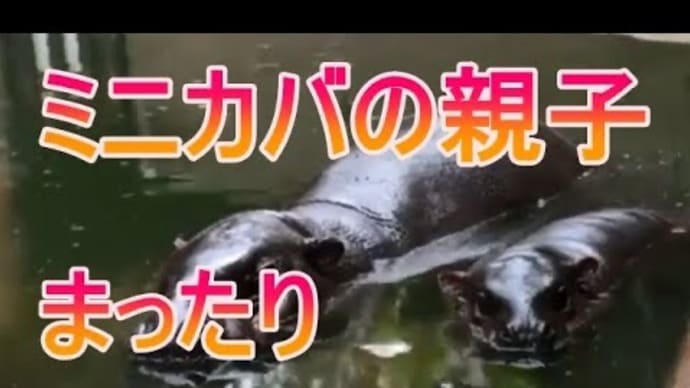 ミニカバのマッタリ日常をご覧ください。zoo 動物園