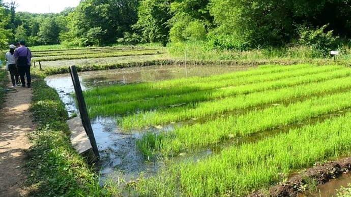 懐かしい苗代のある水田風景