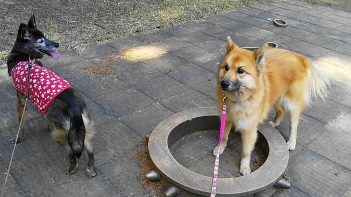 魔術師の 森の番犬 どこにいる?/笠間芸術の森公園 その3
