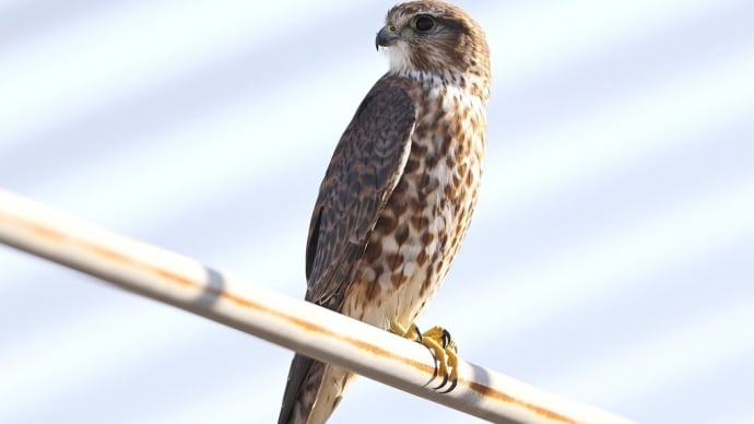 コチョウゲンボウ♀初認2023/10/30