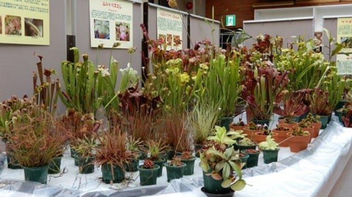 個性的で、妖しくて。　食虫植物特別展示