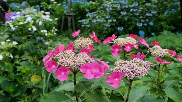 2019・ながさき紫陽花まつり ~龍馬像のある風頭公園で・・・~