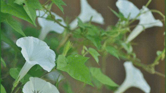 今年の厳しい残暑の中でも、数種類の「アサガオ」の花が自宅の花壇の中でまだ咲き続けて・・・