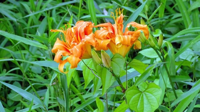 夏至り 藪に棹差す 忘れ草