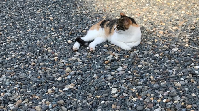 風格にゃんこ