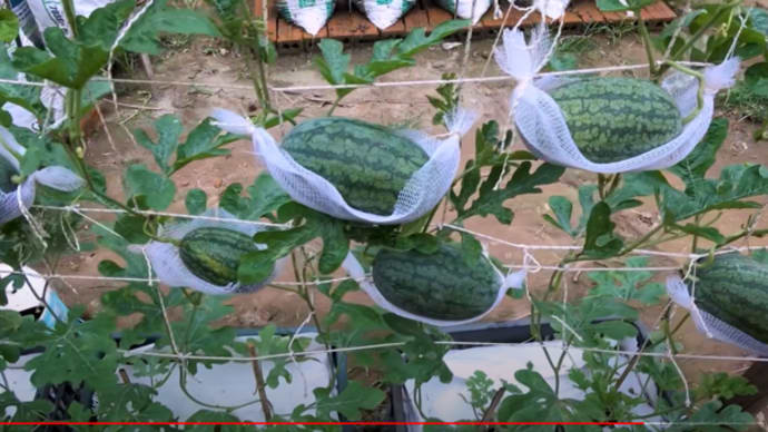 ベランダすいか生育法🍎Growing watermelon hanging hammock for beginners, Fruit is big and sweet