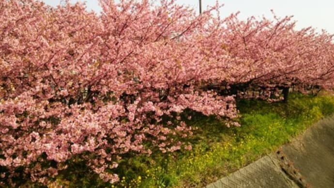 河津桜!!