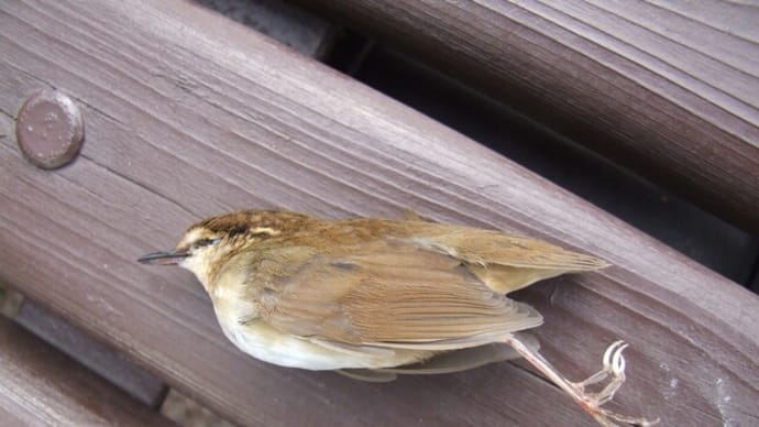 ヤブサメ？（死骸）（富山県中央植物園／富山市［婦中町］上轡田）