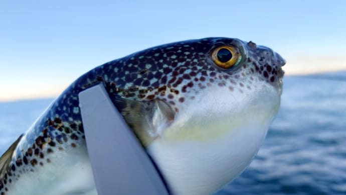 【釣】まさかの誤算でエマージェンシー (2023/12/23 ショウサイフグ 野毛屋)
