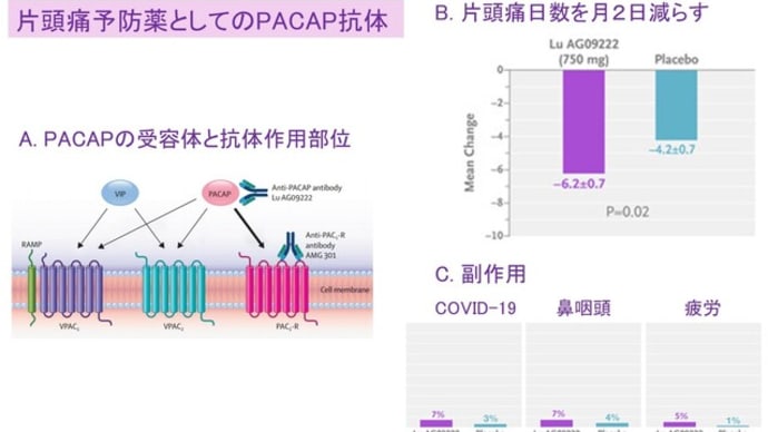 片頭痛予防の新しい抗体薬「PACAP抗体」臨床試験の成功！