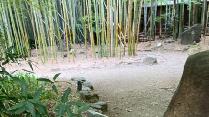 京都旅行でのわんこ達