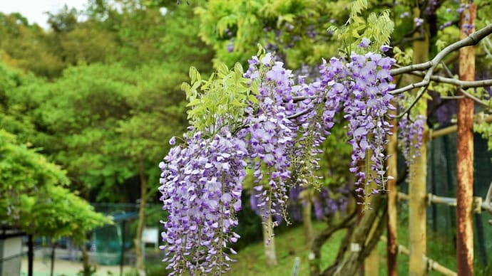 ふじの花狩り　神奈川県横須賀市　横須賀しょうぶ園（4）紫見頃、シロバナはこれから