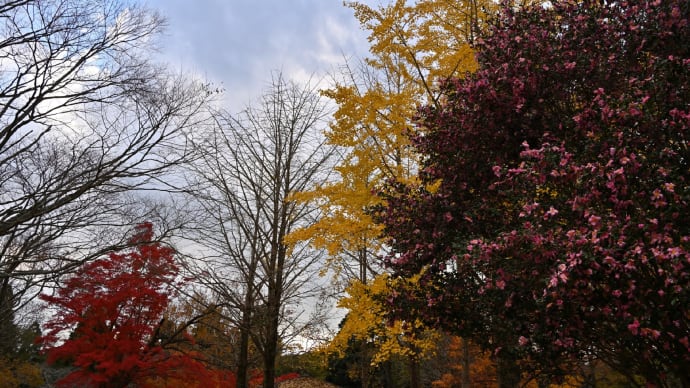 ◆「昭和の森(千葉市緑区土気町)」の紅葉は見頃 !!