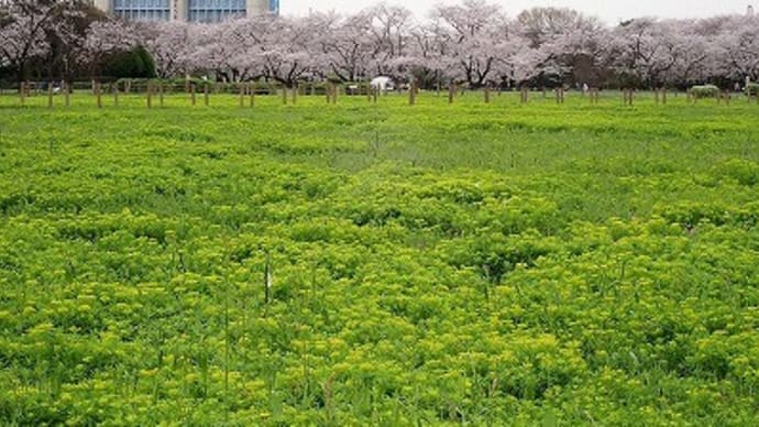 桜草公園でお花見でした