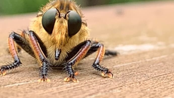 虫嫌いの私が虫好きになった理由