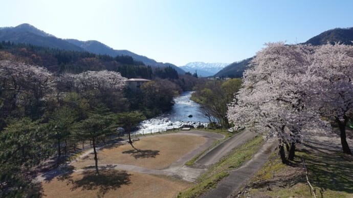 サクラを見ながら川や堤防が心配になる人がいる?