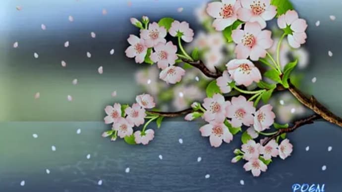 桜・さくら♪~『お花見』