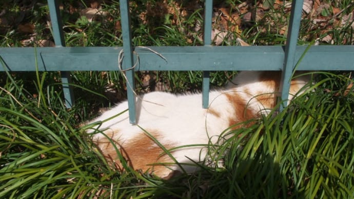 シロちゃんが寝ているので花写真