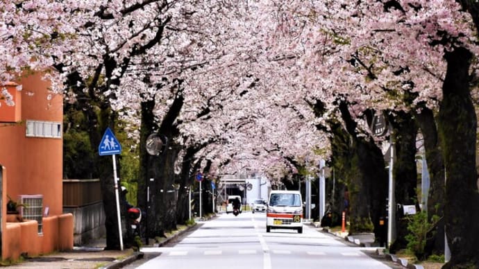 ２０２３・４・１　小田原は西海子小路の桜