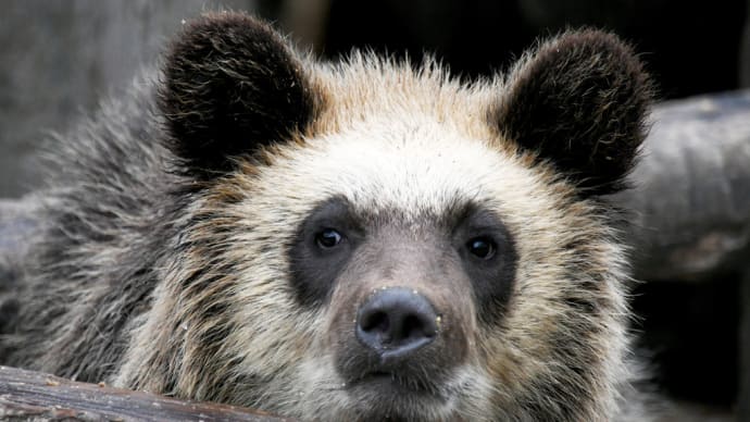 今年生まれた クマさんコーナ