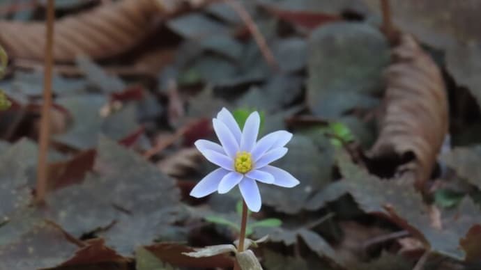 やっぱり、スプリングエフェメラル♪~京都府立植物園2025/3上旬(3)