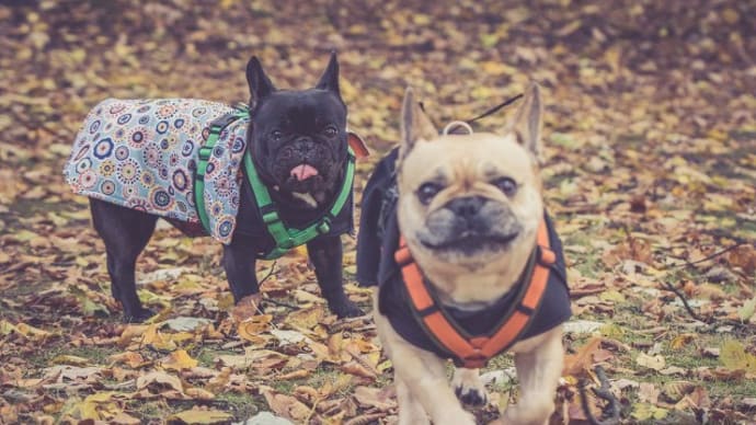 犬の着こなしは、見た目だけではありません