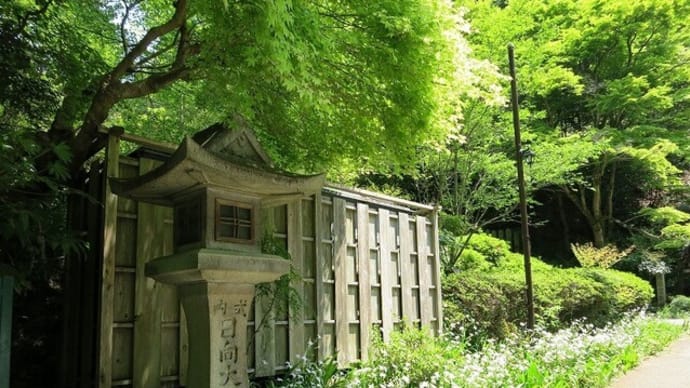 京都　隠れ青モミジ100シリーズの日向大神宮
